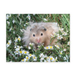 Flower hamster postcards