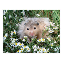 Flower hamster postcards