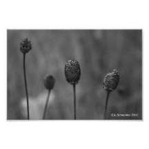 Flower Head Closeup by E.A. Schneider Photograph