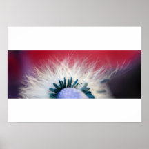 Flower head of sow thistle posters