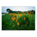 Flower Hedge cards