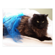 Flower in a tutu postcards