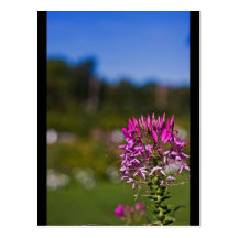 Flower in Apple Orchid Postcard