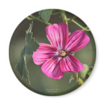 Flower in the Morning Magnet
