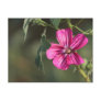 Flower in the Morning postcard
