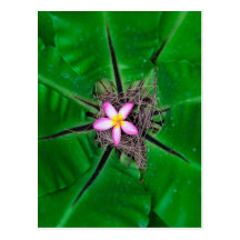 Flower inside post card