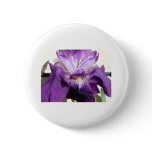 flower, iris purple buttons