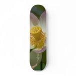Flower Lily On Water Beautiful White Flower skateboards