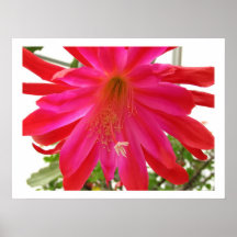 Flower of Love Print