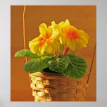 Flower on a Basket Print