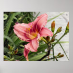 Flower on the Sidewalk Poster