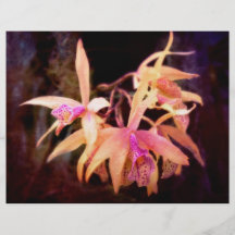 Flower - Orchid - Laelia - Midnight Passion Flyer