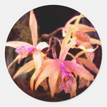 Flower - Orchid - Laelia - Midnight Passion Round Stickers