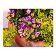 Flower - Pansy - Purple Posies .jpg Post Card