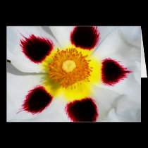 FLOWER PATTERN cards