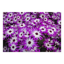 Flower pattern, Kuekenhof Gardens, Lisse,