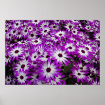 Flower pattern, Kuekenhof Gardens, Lisse, Poster