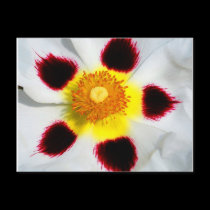FLOWER PATTERN postcards
