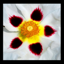 FLOWER PATTERN posters