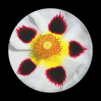 FLOWER PATTERN magnets