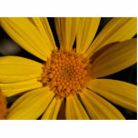 Flower Petals Photo Cutout