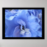 Flower Photogaphy Print