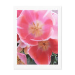 Flower Photography - "Pink Flower 09" postcards