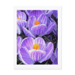 Flower Photography - "Purple Flower 05" postcards