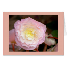 Flower-pink Begonia Greeting Cards