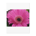 flower,pink gerber daisy postcards