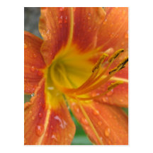 flower post cards