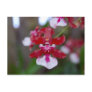 Flower Postcard