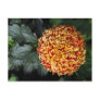 Flower Postcard