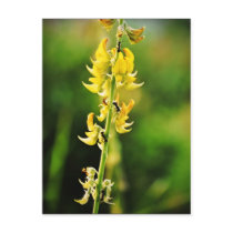 flower postcards