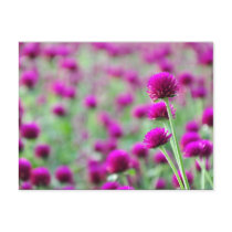 flower postcards