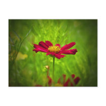 Flower postcards