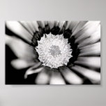 Flower posters