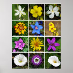 Flower Poster 2 posters