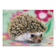 Flower Power Hedgehog Cards
