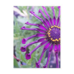 Flower Power Spider Purple postcards