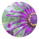 Flower Power Spider Purple Stickers stickers