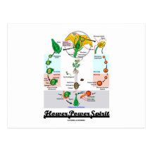 Flower Power Spirit (Angiosperm Life Cycle) Post Cards