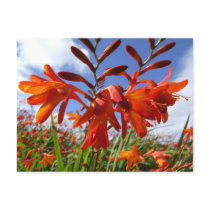 Flower power theme postcard