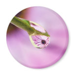 Flower Reflection in a Water Drop magnets