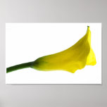 Flower Set 2 - Yellow Calla Lilly posters