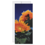 Flower Show! rack cards
