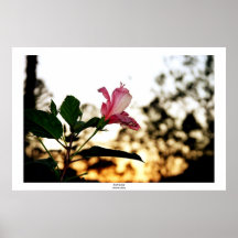 Flower Six Poster