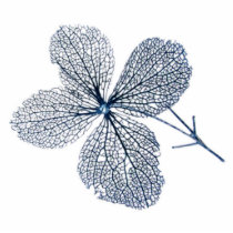 Flower Skeleton ~ acrylic Photo Cutouts