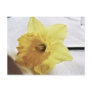flower, sleeping postcards