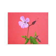 Flower Stretched Canvas Prints